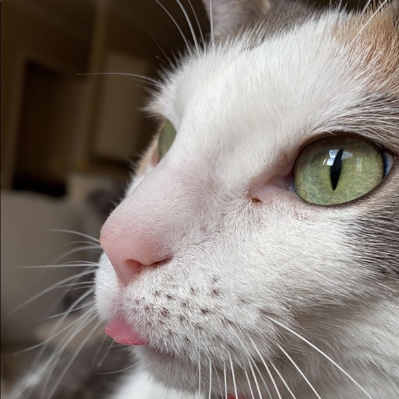 Meet your Posher, Sophie - Picture 1 of 1